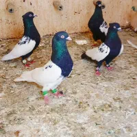 ۵تا کفتر بهبونی سینه کله هوویی نر