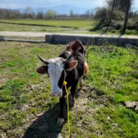 گاونر ورزاکوله چالوسی