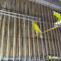 فروش یک جفت قناری