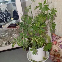 گل شفلر|گل و گیاه طبیعی|سبزوار, باهنر|دیوار