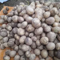 فروش سیب زمینی پانامرا۴۰۲