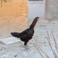 مرغ لاری