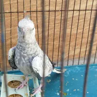 عروس هلندی لوتینو و ایزابلا نر و ماده .تکی و جفت|پرنده|شیراز, شهرک مهدی‌آباد|دیوار