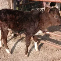 گوساله نر دورگ گیلگ