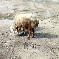 دو عدد میش لری غشی آبستن سالم