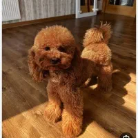 پانسیون خانگیه پودی|خدمات پیشه و مهارت|فردیس, شهرک ناز|دیوار