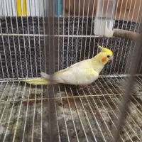 جوجه عروس هلندی|پرنده|گرگان, |دیوار