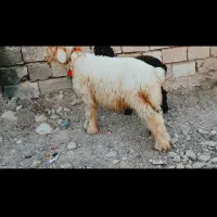 2 عدد بره