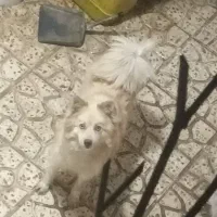 واگذاری سگ  پامیکسی ماده  چشم یخی