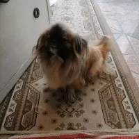 سگ نژاد دار خونگی