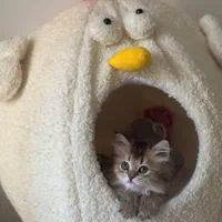 شهر گربه های خانگی سیلور و بلو و گلد|گربه|محمدشهر, شهرک پیام (مهرالبرز)|دیوار