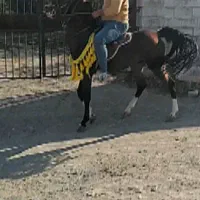 نریان سردار