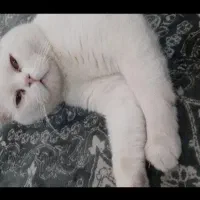 گربه اسکاتیش بیریتیش(بریتیش) سفید|گربه|کرج, کوی مهر|دیوار