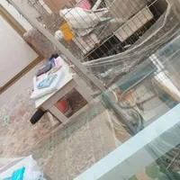 عروس هلندی نر و ماده جفت|پرنده|مشهد, رستگار|دیوار