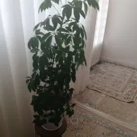 درختچه طبیعی وبسیارزیبا