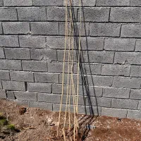 نهال صنوبر (تبریزی) ۲ متری