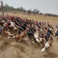 بوقلمون نر بورون و برنز|حیوانات مزرعه|خرمدره, |دیوار