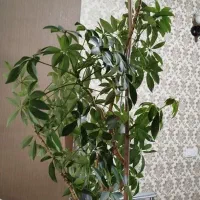 فروش یکجا گل های اپارتمانی