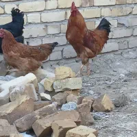 دوعدد‌خروس‌محلی