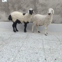 بره نر گوسفند
