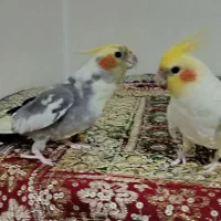 یک جفت عروس هلندی