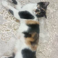 واگذاری گربه رایگان