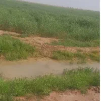 زمین کشاورزی آر یک