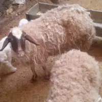 گوسفند|حیوانات مزرعه|کرمانشاه, |دیوار