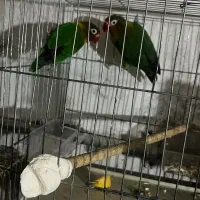 جفت کوتوله نروماده،تضمینی نطفه، آماده تخم‌گذاری