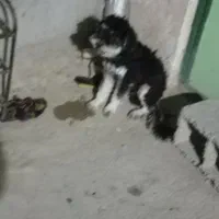 سگ پیدا شده