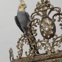 عروس سخنگو طوطی برزیلی