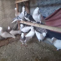 کبوتر طوقی وساده