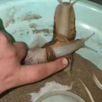 دو عدد حلزون اپاچینا