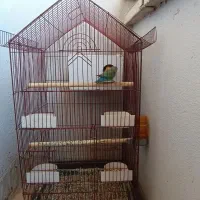 کوتوله برزیلی|پرنده|صدرا-فارس, فاز ۱|دیوار