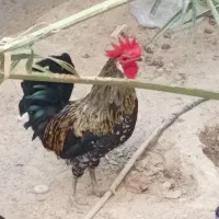 مرغ و خروس محلی در ابدون