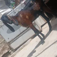 مری جوان چاق چله