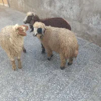 بره نروماده