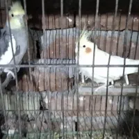 عروس هلندی مولد زعفرانی|پرنده|بناب, |دیوار