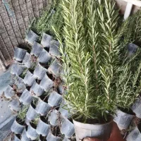 فروش عمده ( رزماری  زرشک  نسترن سفید )