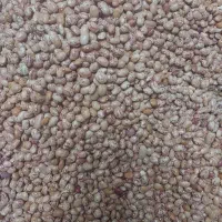 چیتی ایرانی