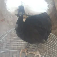 جوجه نیمچه مرغ لهستانی