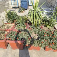 تعدادی گلدان مناسب حیاط یا روف گاردن|گل و گیاه طبیعی|ری, سرتخت|دیوار