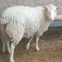 میش رومن اصل