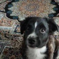 واگذاری یک عدد توله اشپیتز 4 ماه