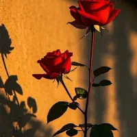 خرید منزل.تمیز کردن حیاط