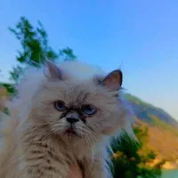 گربه پرشین و اسکاتیش