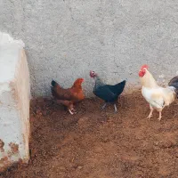 مرغ خروس