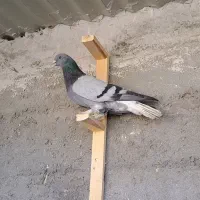 کبوتر کله ای دمسفید|پرنده|شهرضا, |دیوار