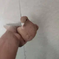 ۲عدد ماده زرد با 1عددنرزاغ ریشی