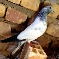 جوجه عتیغه